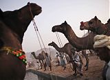 Pushkar Festival in Rajasthan India