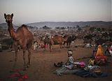 Pushkar Festival in Rajasthan India