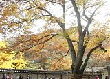 Korean Moms Pray for Exam Success