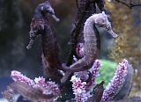 Taiwan Aquarium Expo