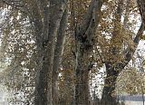 Fallen Leaves Srinagar Kashmir India