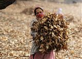 Fallen Leaves Srinagar Kashmir India
