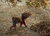 Fallen Leaves Srinagar Kashmir India