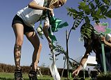 Earth Beauties Plant Trees