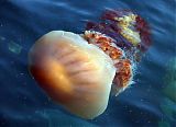 Jellyfish Swarm Along Japan Coast
