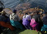 Jellyfish Swarm Along Japan Coast