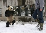 Walking Panda