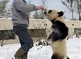 Walking Panda