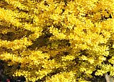 Autumn in Tokyo