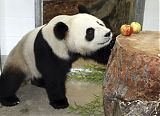 Pandas in Australia