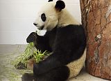 Pandas in Australia