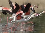 India's Migratory Flamingoes