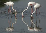 India's Migratory Flamingoes