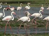 India's Migratory Flamingoes