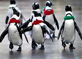 Jackass Penguins at Yokohama Sea Paradise