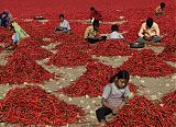 Pepper Sorting in India