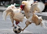 Soccer-Playing Roosters