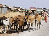 Thailand-Cambodia Border Clashes